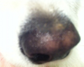 Fremhævet Retaliate repulsion Hund med lyserød næse: Hvorfor skifter hundens næse farve? (med billede) –  Spørg Dyrlægen